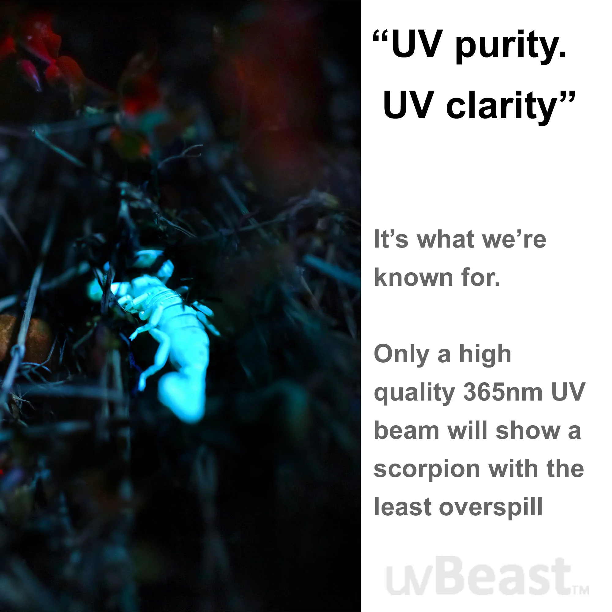 uvBeast NEW V3 365nm PRO Black Light UV Flashlight – HIGH DEFINITION Ultraviolet - HIGH POWER and LONG RANGE Professional Grade Beam Best for Professional/Commercial Use – USA Stock - Image 4